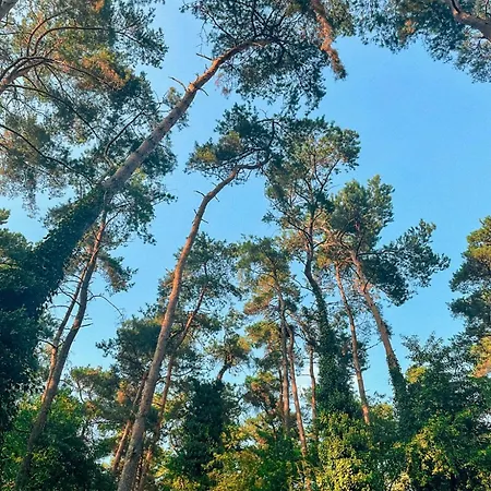 Boshuisje Pinus Sonnevijver Residences *